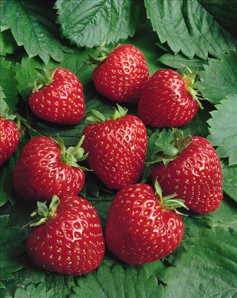 Fragaria x ananassa
