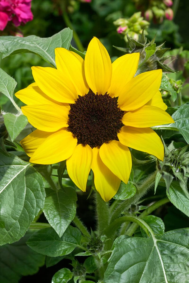 Helianthus annuus