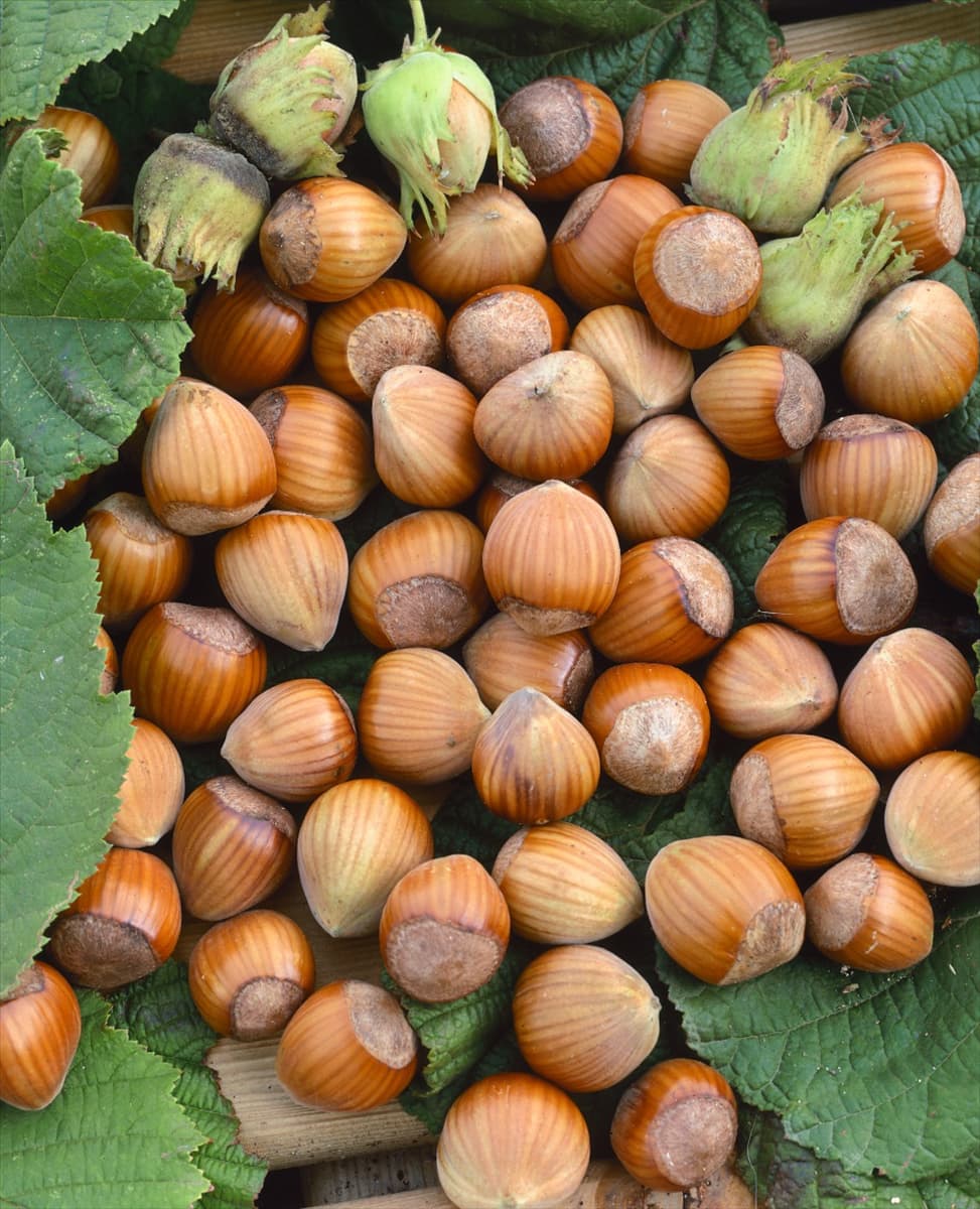 Corylus avellana