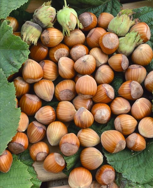 Corylus avellana