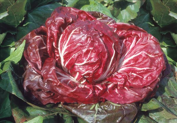 Cichorium intybus var. foliosum Palla Rossa