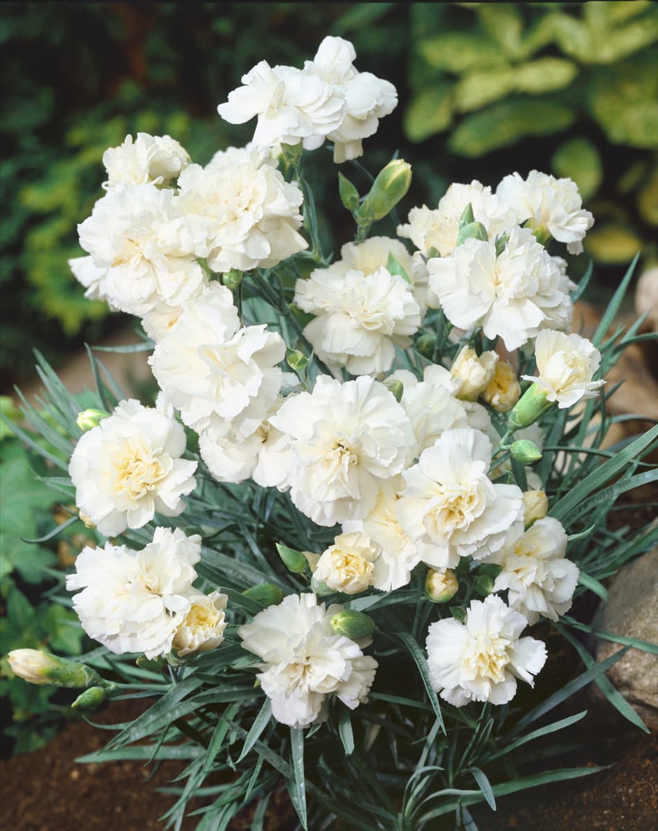Dianthus plumarius Haytor White