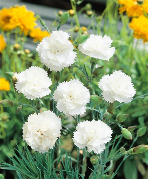 Dianthus plumarius Aqua