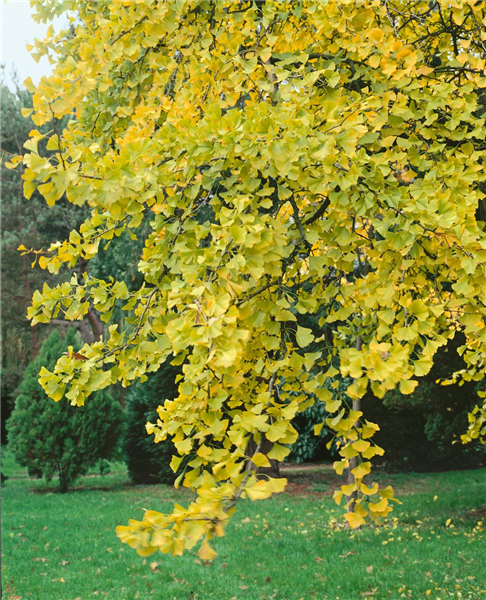 Ginkgo biloba