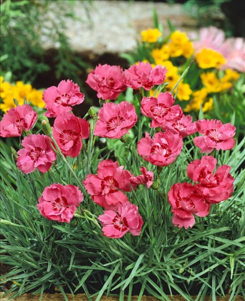 Dianthus plumarius Diadem