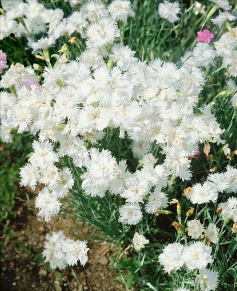 Dianthus plumarius