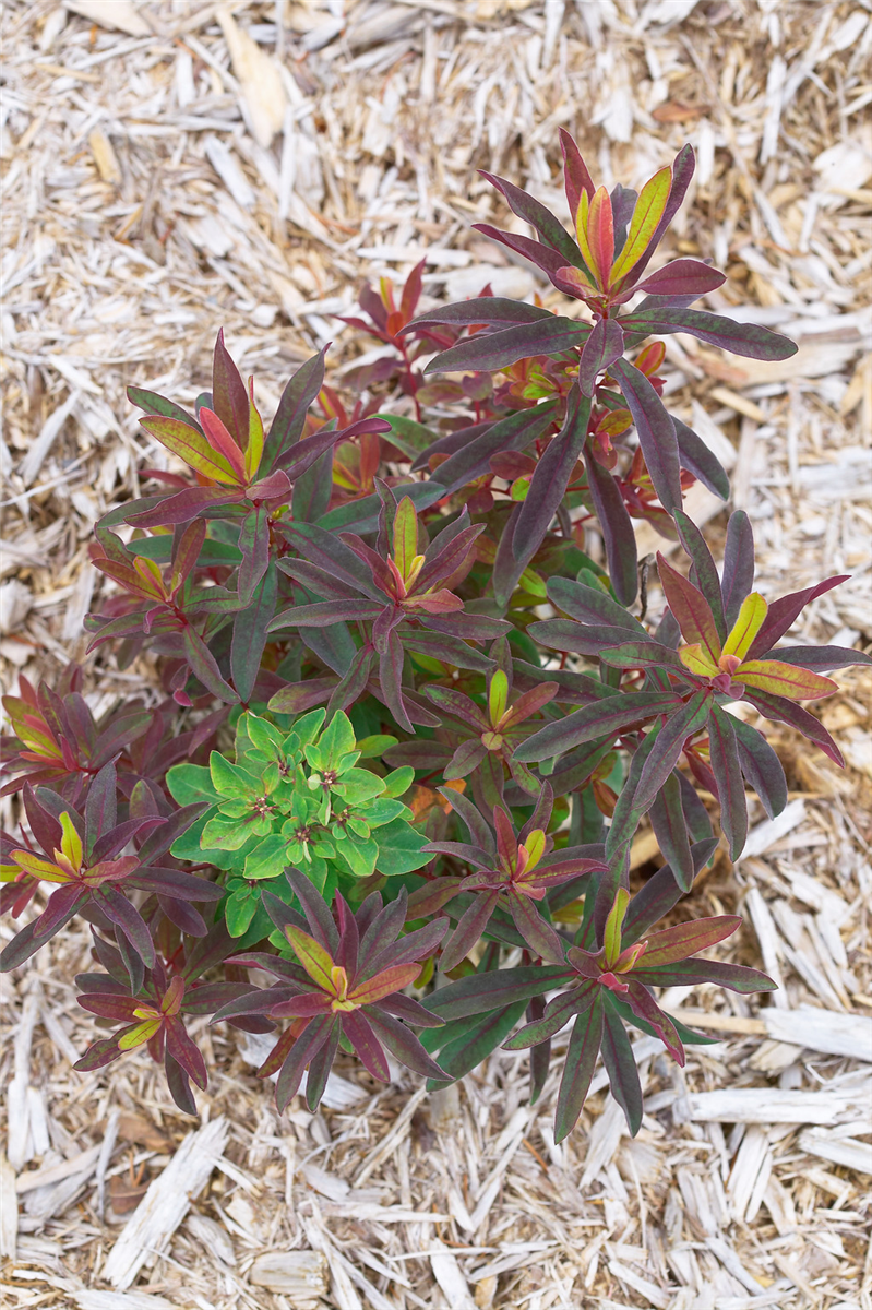 Euphorbia polychroma Bonfire