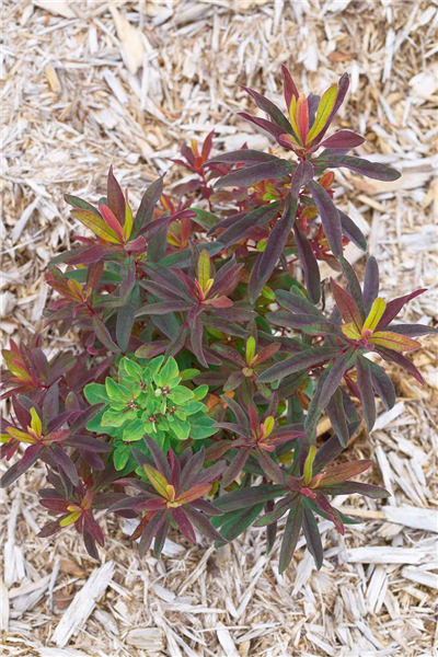 Euphorbia polychroma Bonfire