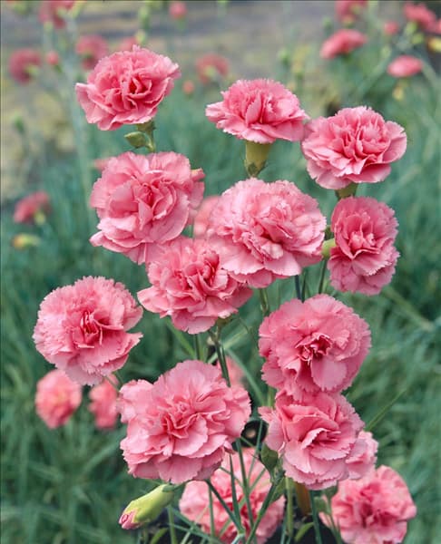Dianthus plumarius Wyatt Rose