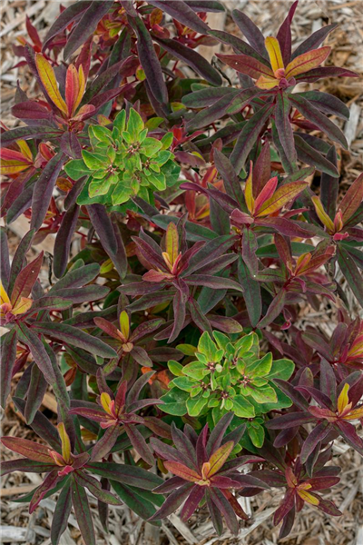 Euphorbia polychroma Bonfire