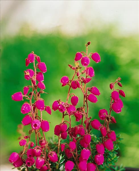 DABOECIA CANTABRICA WILLIAM BUCHANAN