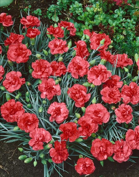 Dianthus plumarius Diana