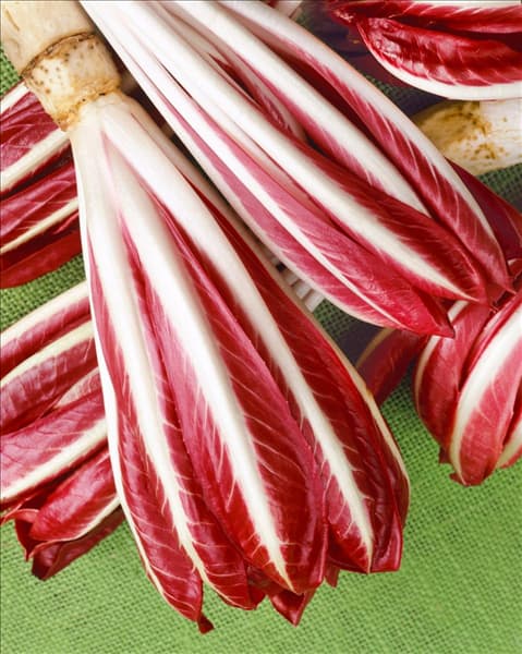 Cichorium intybus var. foliosum Rossa di Treviso