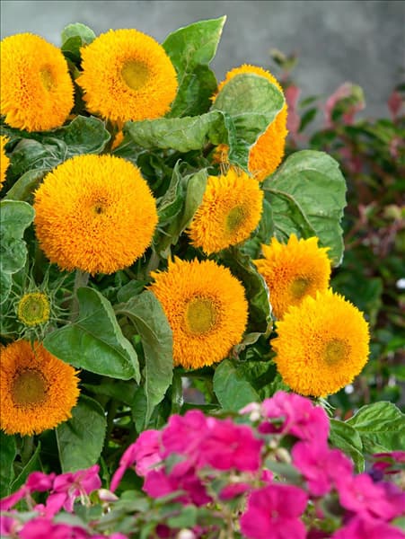 Helianthus annuus Teddybär