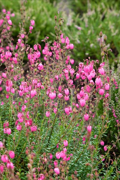Daboecia cantabrica Globosa Pink