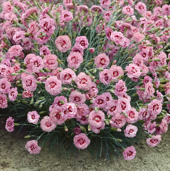 Dianthus plumarius Pink & Red