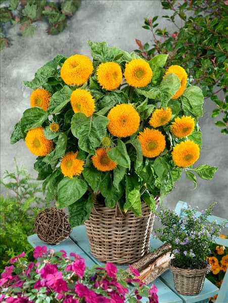 Helianthus annuus Teddybär