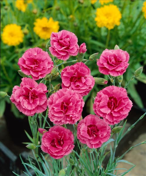 Dianthus plumarius Annabelle