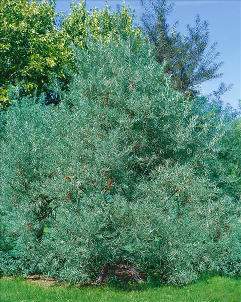 Hippophae rhamnoides Pollmix