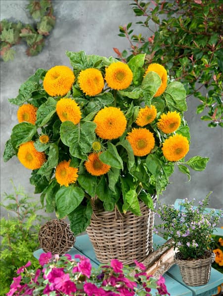 Helianthus annuus Teddybär