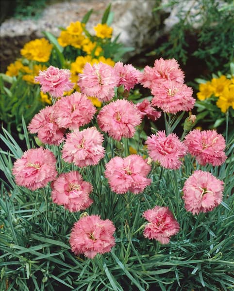 Dianthus plumarius Mrs. Corg