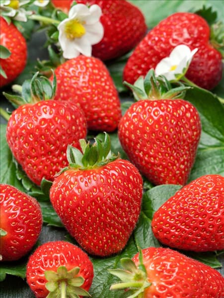Fragaria ananassa Sarian