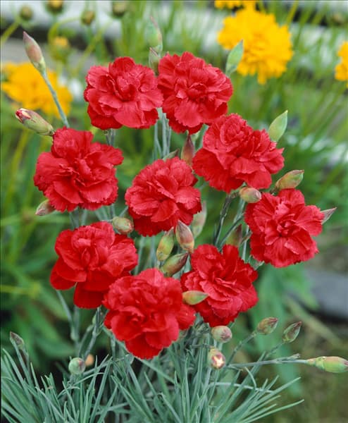 Dianthus plumarius David