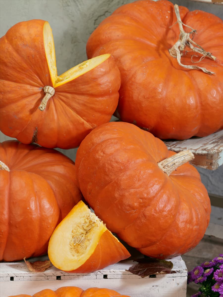 Cucurbita maxima Krasawitza