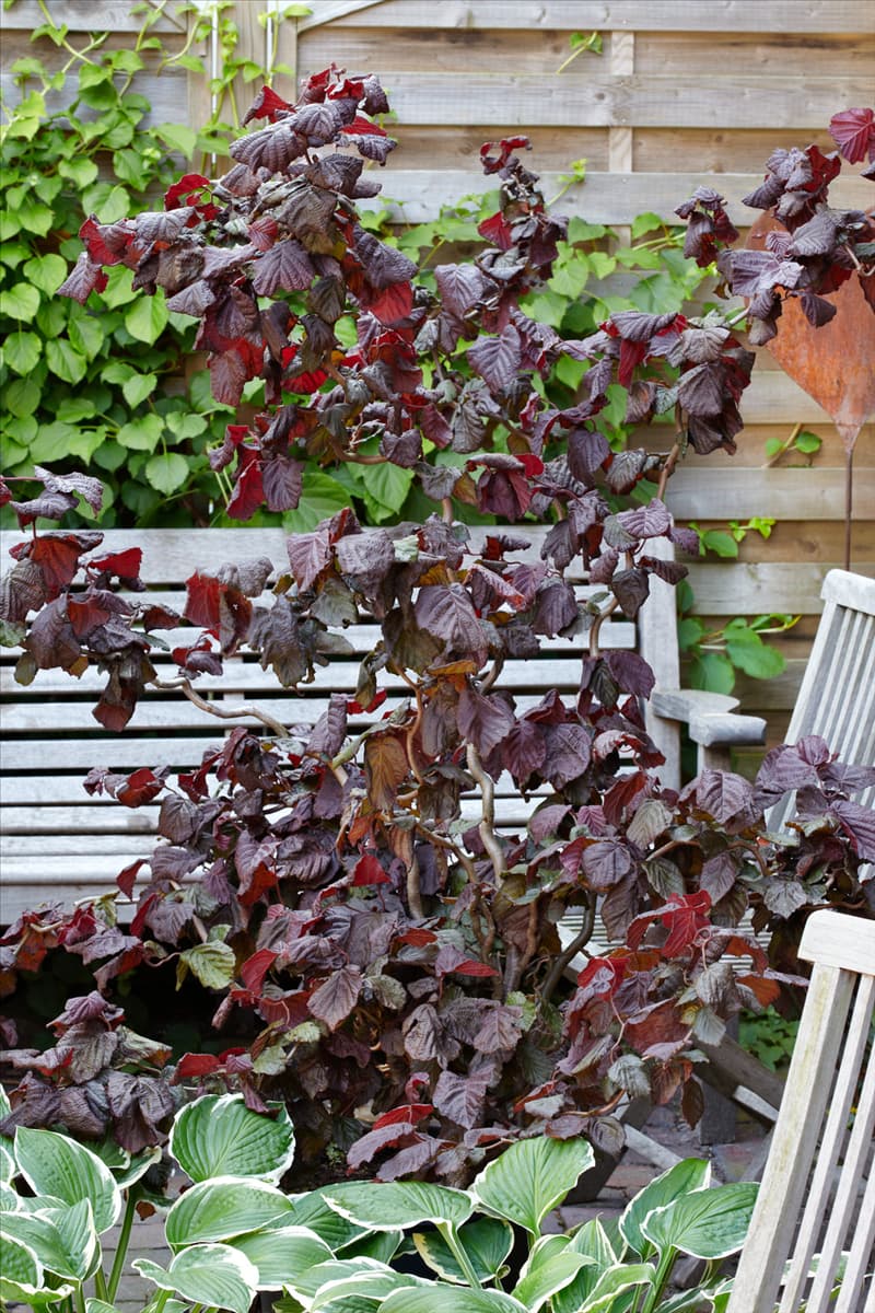 Corylus avellana Red Majestic