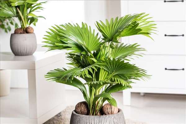 Livistona chinensis