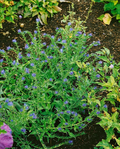 Echium vulgare
