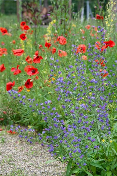 Echium vulgare