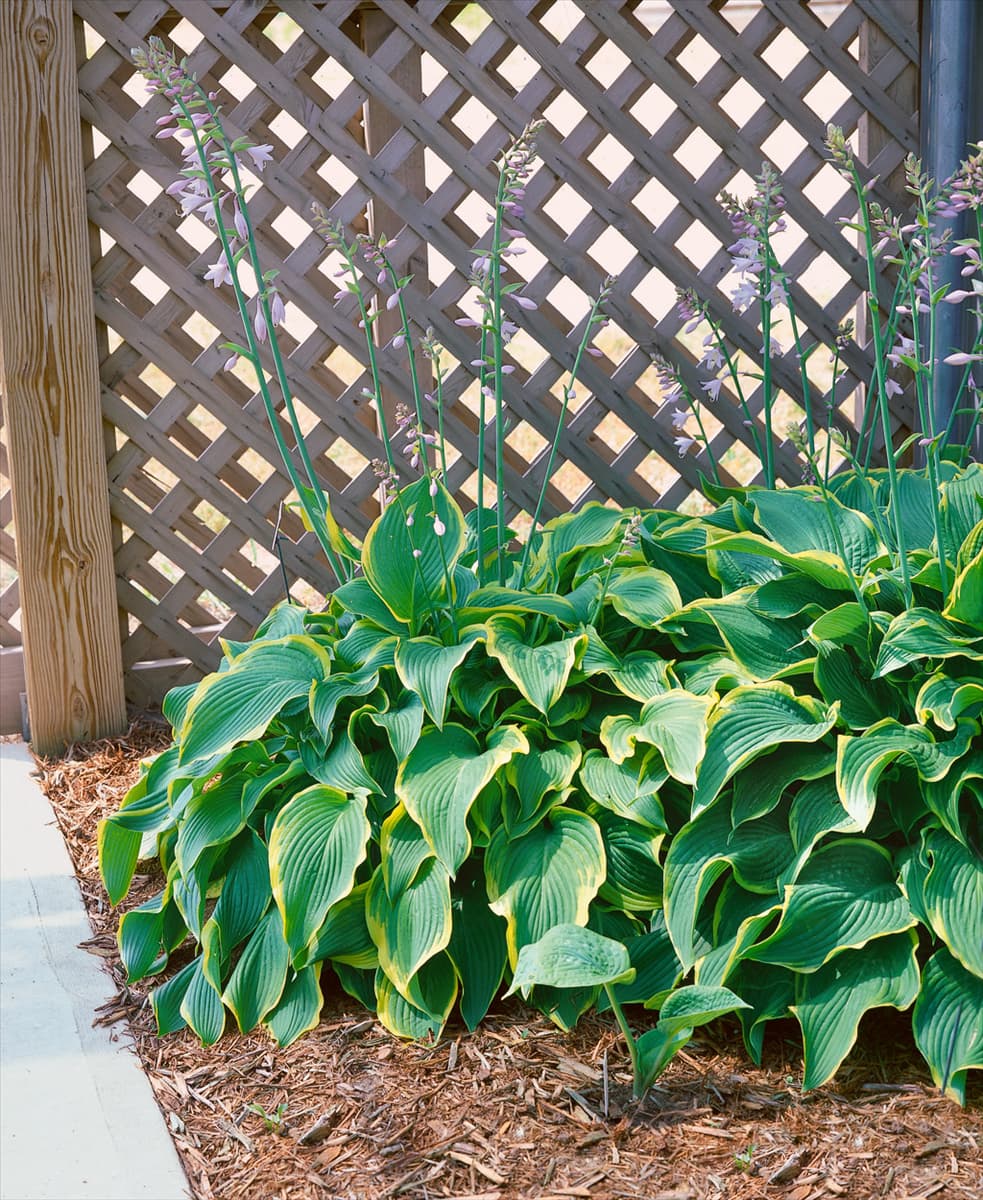 HOSTA ABBA DABBA DO