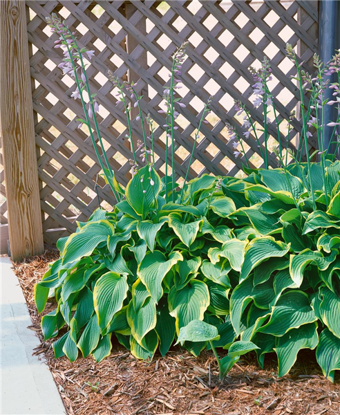 HOSTA ABBA DABBA DO