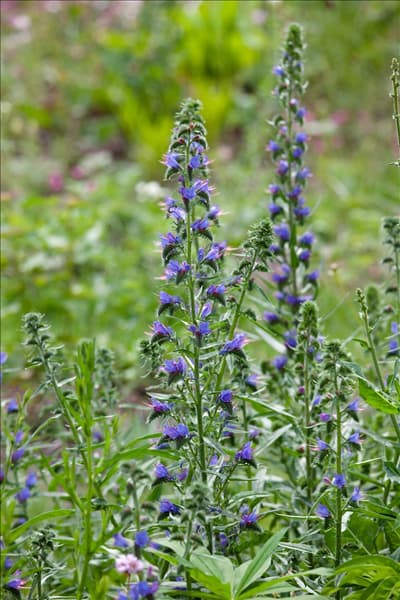 Echium vulgare