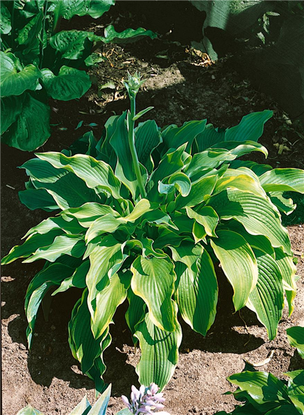 HOSTA ABBA DABBA DO