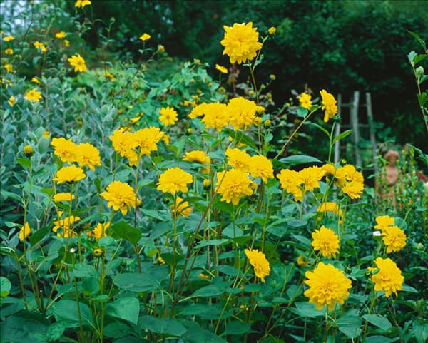 Helianthus decapetalus Golden Ball