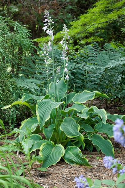 Hosta Abba Dabba Do