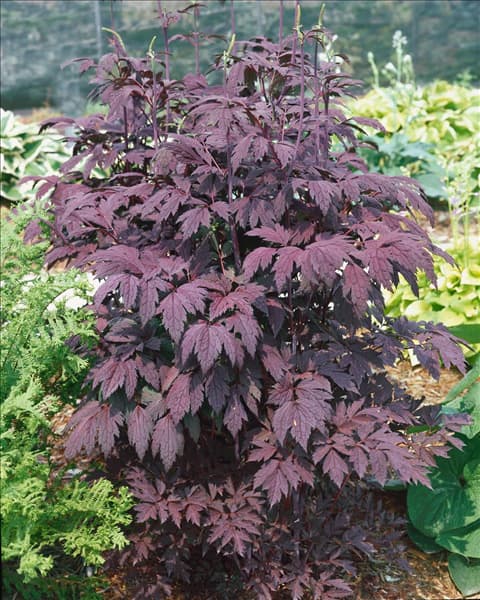 Cimicifuga ramosa