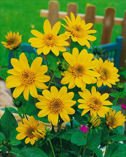 HELIANTHUS DECAPETALUS CAPENOCH STAR