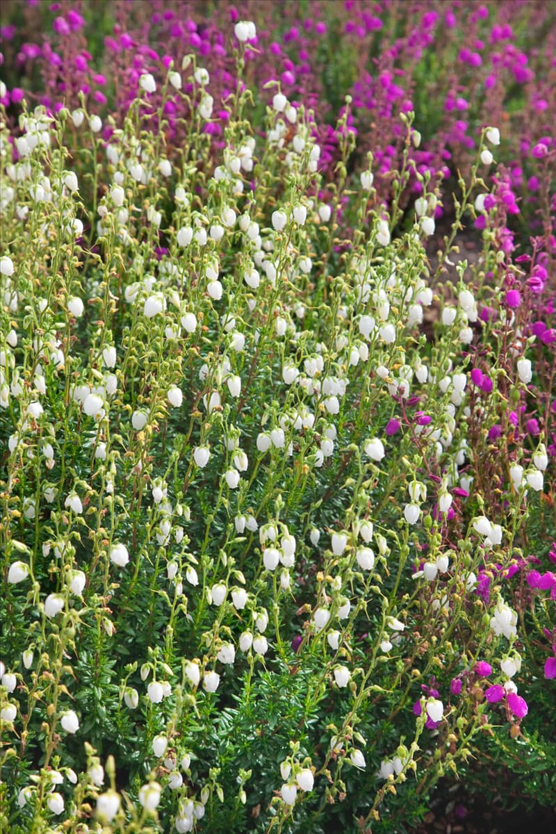Daboecia cantabrica f. alba
