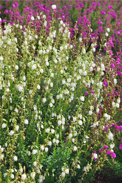 Daboecia cantabrica f. alba