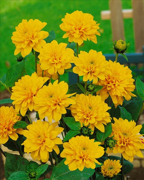 HELIANTHUS DECAPETALUS GOLDEN BALL
