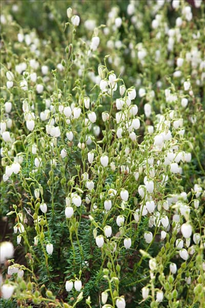 Daboecia cantabrica f. alba