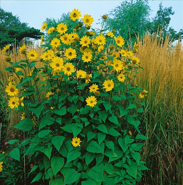 HELIANTHUS DECAPETALUS CAPENOCH STAR