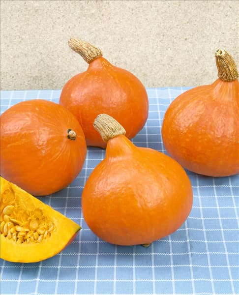 Kürbis / Cucurbita pepo Uchiki Kuri F1