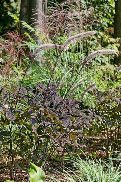 Cimicifuga ramosa Brunette