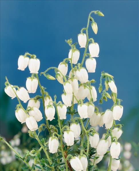 Daboecia cantabrica f. alba