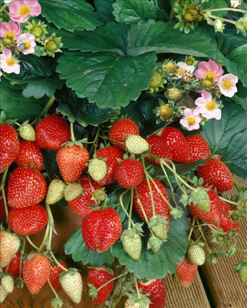 Fragaria x ananassa Roman F1