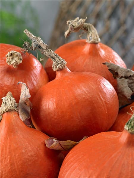 Cucurbita maxima Uchiki Kuri